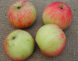 Alkmene appels BIO 