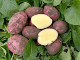 Alouette aardappelen 1kilo