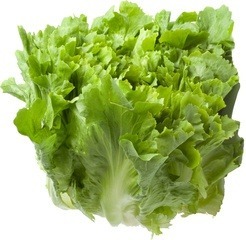 Andijvie (krul)  1 krop BIO Andijvie (krul)  1 krop BIO