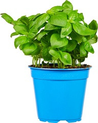 Basilicum op pot Especia 1 st