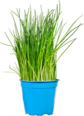 Bieslook op pot Especia 1 st