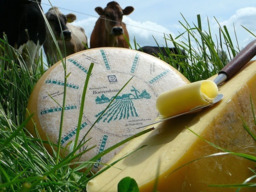 Kaas jong belegen +/- 500-575 gram Eko boerderij de eerste BIO