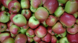 Collina appels BIO 
