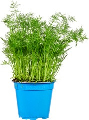 Dille op pot Especia 1 st