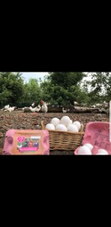 Eieren zorgboerderij Groot Wagensveld