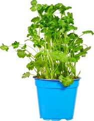 Koriander op pot Especia 1 st