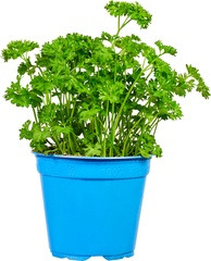 Krulpeterselie Especia 1 st