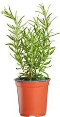 Rozemarijn op pot 1 pot
