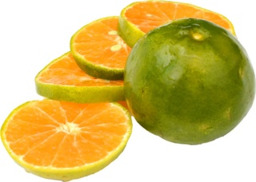 Satsuma mandarijnen 500 gram Nieuw