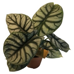 Alocasia Silver Dragon Alocasia Silver Dragon