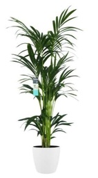Kenthia Palm in pot Kenthia Palm in pot