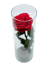 Vaas met 1 grote rode eternal roos