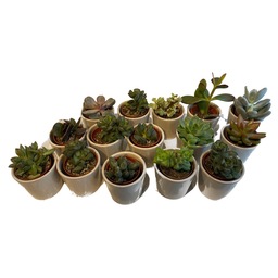 Vetplanten/ cactussen in pot