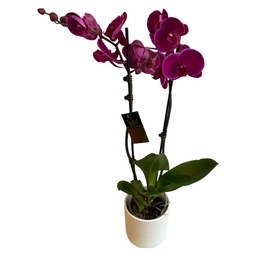 Roze phalanopsis ( orchidee) 