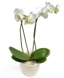 Witte phalanopsis ( orchidee)