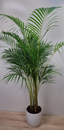 Areca palm 140cm met pot