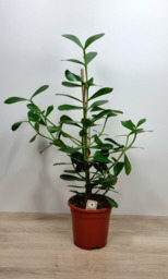 Clusia rosea  plant 60cm hoog