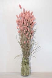 Gedroogd Phalaris frosted pink bos