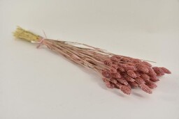 Gedroogd Phalaris soft pink bos 80gr 60cm
