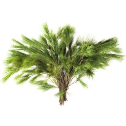 Bosje Pinus strobus groen