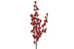 Pyracantha S rood