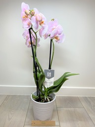 Orchidee 5 * quality met sierpot lichtroos.