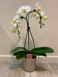 Orchidee 5 * quality anker vorm 2 takken met sierpot.