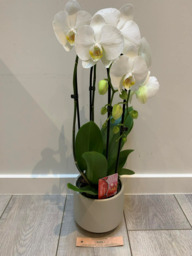 Orchidee 5 * quality  cascade vorm 2 takken met sierpot. Exclusief te Mechelen beschikbaar.