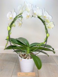 Orchidee 5* quality boogvorm met sierpot, exclusief te Mechelen.