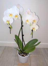 Orchidee 5 * quality  parapluvorm 3 takken met sierpot. Exclusief te Mechelen beschikbaar.