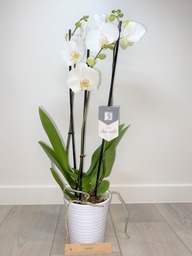 Orchidee 5 * quality  met sierpot wit.