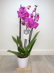 Orchidee 5 * quality donkerroos met sierpot.