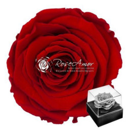 Rode roos geconserveerd, exclusief te Mechelen beschikbaar.