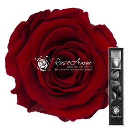 Rode roos geconserveerd, exclusief te Mechelen beschikbaar. 70 cm. Rode roos geconserveerd, exclusief te Mechelen beschikbaar. 70 cm.