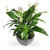 Spathiphyllum in  sierpot min. 24 uur op voorhand te bestellen. Spathiphyllum in  sierpot min. 24 uur op voorhand te bestellen.