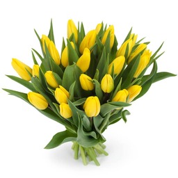 Tulpen geel