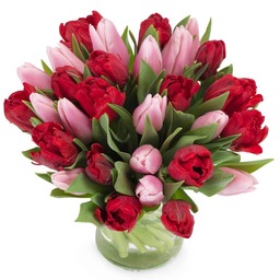 Tulpen rood & rose