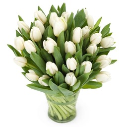 Tulpen wit 