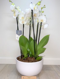 Witte groot bloemige orchideeën 5 * quality in schaal  te bestellen min. 24 uur  op voorhand.