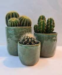 Set van 3 cactussen met groene potjes