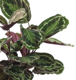 Calathea Medaillon met mand  Calathea Medaillon met mand