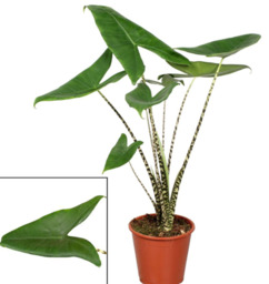 Alocasia Zebrina Alocasia Zebrina