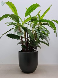 Calathea Rufibarba met pot Calathea Rufibarba met pot