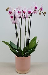 Roze orchidee met pot