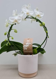 Witte orchidee met pot