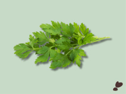 BLAD-PETERSELIE