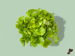 EIKENBLAD GROEN