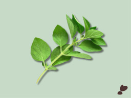 OREGANO