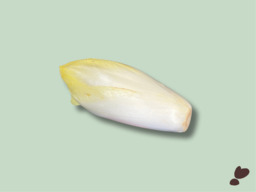 WITLOOF
