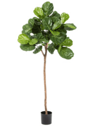 Ficus Lyrata Ficus Lyrata